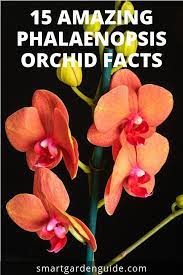 15 Phalaenopsis Orchid Facts To Amaze And Educate You About The World S Most Popular Flowering Housepl Phalaenopsis Orchid Care Phalaenopsis Orchid Orchid Care