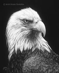 Bald Eagle Black And White Drawing Bald Eagle Cr Scratchboard Art Black Paper Drawing Eagle Drawing