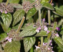 Image result for Clinopodium uhligii