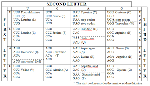 Amino Acid Codon Chart Single Letter Www Bedowntowndaytona Com