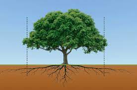 Make sure that you don't there is a very big risk that you damage the leaves and branches of a tree if you cut off its roots. Will Removing Tree Roots Above Ground Kill The Tree