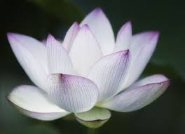 Lotus Flower Symbolizes New Beginnings Next Flower For My Hip Next Flowers Purple Lotus Tattoo Lotus Flower Quote