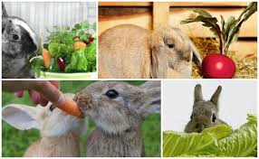 Berikut adalah beberapa ide hampers lebaran untuk diberikan pada sahabat dan keluarga. Apa Sayur Sayuran Boleh Arnab Senarai Dan Peraturan Makan Apa Yang Tidak