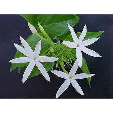 Image result for Jasminum multiflorum