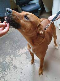 Pets Archive The Humane Society Of Bay County Labrador Retriever Labrador Pet Adoption