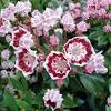 They smell like cotton candy in spring usualy bloom for no more than two weeks and leave behind a pea shape pod which contains the seeds. Https Encrypted Tbn0 Gstatic Com Images Q Tbn And9gcrbjj Scnuykthbudyiztkqu2zyfj Qop4 Cegqqxa Usqp Cau
