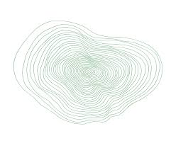 Image result for Hilsenbergia petiolaris