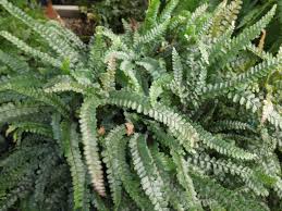 Image result for Adiantum hispidulum