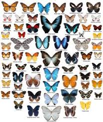 43 Best Butterfly Identification Images In 2019 Butterfly