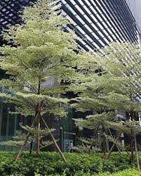 Image result for Terminalia mantaly