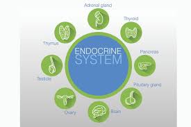 Glands The Endocrine System Chart