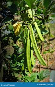 Image result for Canavalia gladiata