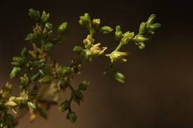 Image result for Polycarpon prostratum