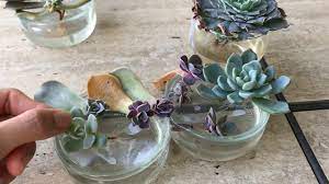Keep your baby succulents out of direct sunlight as it can burn their tender leaves and inhibit growth. Succulent Water Propagation Youtube