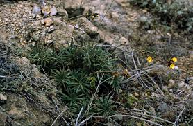 Image result for Launaea cornuta