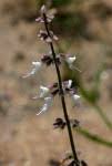 Image result for Syncolostemon linearis