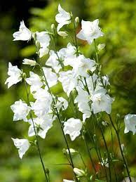 Pin On Flowers