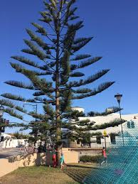 Image result for Araucaria