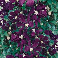 Maybe you would like to learn more about one of these? Small Flowered Clematis Clematis Viticella My Garden Life