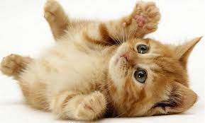 Since 2008 we have been supplying discount cat supplies. Pet Shop In Near Me Online Shopping