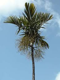 Image result for Ptychosperma elegans