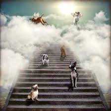 Waiting For Their Loved Ones To Come Be With Them Dog Heaven Dog Love Dog Life