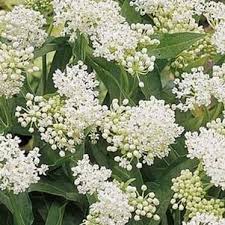 Swamp Milkweed Ice Ballet Asclepias Incarnata 3 4 Tall Blooms July August