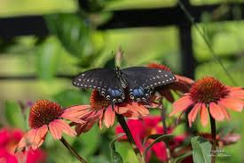 Image result for Albertisia