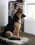 Sable Long Haired German Shepherd