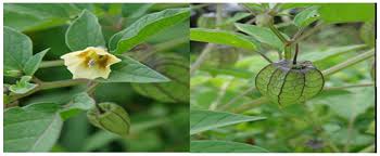 Image result for Physalis angulata