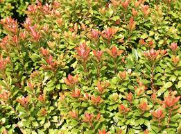 Image result for Pieris japonský little heath obrázek