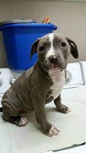 Pin On Puppies For Sale
