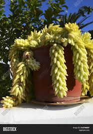 Burro's tail looks like an octopus with the stems trailing. Sedum Morganianum Image Photo Free Trial Bigstock