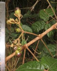 Image result for Vitex patula