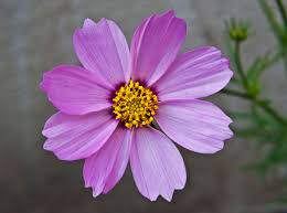 Flower names that start with the letter h. Cosmos Bipinnatus Wikipedia