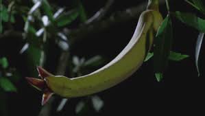 Pin By Madra U On Gif Flowers Plants Etc Beautiful Nature Weird Plants Nature Gif