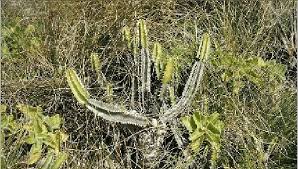 Image result for Plectranthus mandalensis