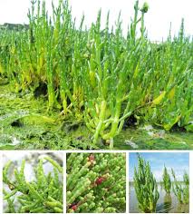 Image result for Salicornia perrieri
