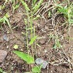 Image result for Urochloa reptans