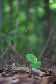 Image result for Liparis nervosa