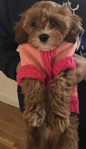 Several factors influence price, including breeder experience, coat color and coat pattern, and even size—you'll see different prices for teacup maltipoo puppies for sale, black maltipoo puppy for sale, etc. Cavapoo Puppy For Sale In Colorado Springs Co Adn 65487 On Puppyfinder Com Gender Female Age 10 Weeks Old Cavapoo Puppies For Sale Cavapoo Cavapoo Puppy