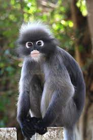 Dusky Leaf Monkey Look At The Camera Ad Leaf Dusky Camera Monkey Ad Animals Beautiful Cute Animals Monkey Photography