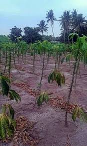 Ubi kayu ini dapat diolah dengan berbagai cara, baik dengan jarak tanam yang biasa digunakan untuk pola monokulturan yakni sekitar 80 cm x 120 cm. 7 Sebab Gagal Membudidayakan Singkong Halaman All Kompasiana Com