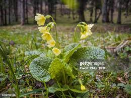 Image result for Primulaceae