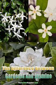 Maybe you would like to learn more about one of these? What S The Difference Between Gardenia And Jasmine Cool Facts You Never Knew