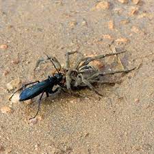 insetologia identificacao de insetos cavalo do cao vs aranha de grama em minas gerais