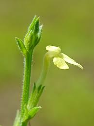 Image result for Striga aspera