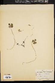 Image result for Marsilea burchellii