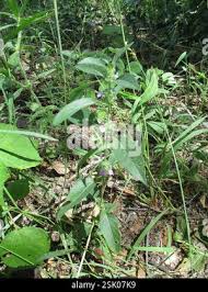 Image result for Meiosperma