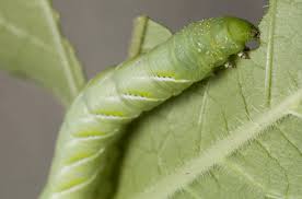 Has been making sustainable progress possible and driving positive change on every continent. No Microbes No Problem For Caterpillars Cu Boulder Today University Of Colorado Boulder